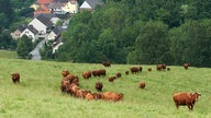 Rotes Höhevie auf der Weide von Fritz Stapel. 