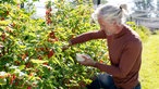 Ruben Abma pflückt Beeren. 