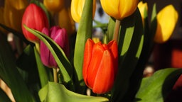 Bunte Tulpen