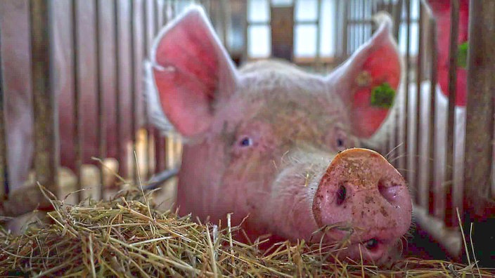 Schwein in einem Stall