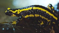 Feuersalamander