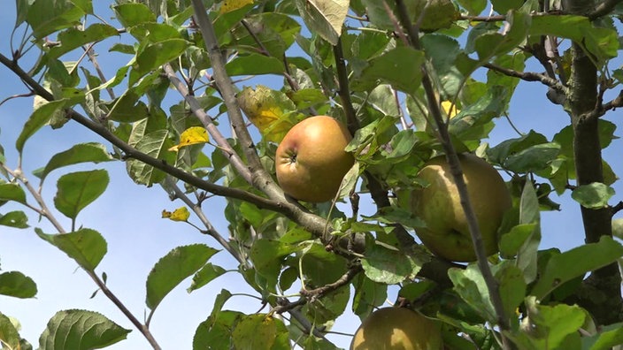 Das Bild zeigt einen Apfelbaum.