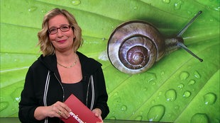 Yvonne Willicks moderiert im Servicezeit-Studio. Im Hintergrund ist eine Schnecke abgebildet.