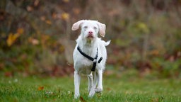 Eine Albino-Hündin auf einer Wiese 