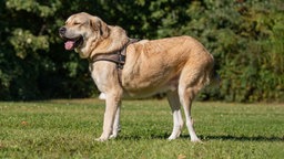 Beiger Hund mit einem braunen Geschirr steht seitlich auf einer Wiese