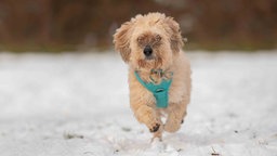 Ein Hund mit wuscheligem beigefarbenen Fell auf einer mit Schnee bedeckten Wiese 