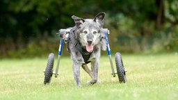 Ein Hund mit schwarz-grauem Fell läuft hechelnd mit einem Hunderollstuhl über eine Wiese 