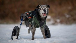 Ein Hund mit schwarzem Fell und Hunderolli auf einer mit Schnee bedeckten Wiese 