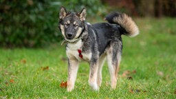 Ein dreifarbiger junger Hund mit rotem Geschirr steht auf einer Wiese