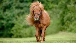 Brauner Pony mit langer Mähne läuft über eine Wiese 