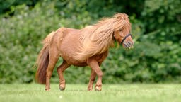 Braunes Pony mit langer Mähne läuft über eine Wiese
