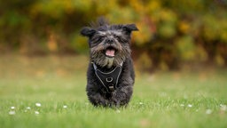 Ein Hund mit schwarzem wuscheligem Fell läuft über eine Wiese 