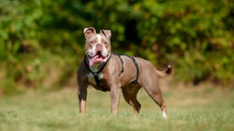 Ein braun-weißer Hund mit einem schwarzen Geschirr steht hechelnd auf einer Wiese