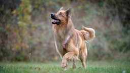 Hund mit hellbraunem langem Fell läuft über eine Wiese und schaut in den Himmel 