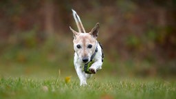 Kleiner Hund mit braun-weißem Fell läuft über eine Wiese