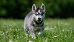 Kleiner Hund mit dunklem Fell mit weißen Flecken und eisblauen Augen 