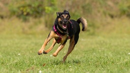 Mittelgroßer Hund mit schwarz lohem Fell und pinkfarbenem Geschirr läuft über eine Wiese 