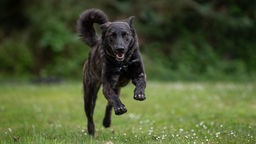 Großer dunkelbrauner Hund läuft ausgelassen über eine Wiese