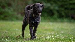 Großer, dunkelbrauner Hund steht auf einer Wiese