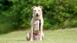 Hund mit hellbraun-weißem Fell sitzt auf einer Wiese und schaut in Richtung Kamera 