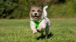 Weiß-brauner Hund mit einem grünen Geschirr läuft hechelnd über eine Wiese