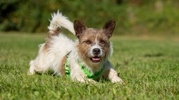 Weiß-brauner Hund mit einem grünen Geschirr streckt sich hechelnd auf einer Wiese