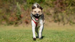 Dreifarbiger Hund mit einem roten Geschirr läuft hechelnd über eine Wiese 