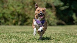 Kleiner Hund mit braungestromt weißem Fell läuft hechelnd über eine Wiese 