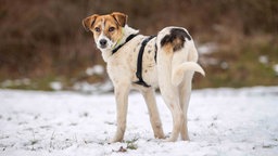 Ein Hund mit weißem Fell und braunen Flecken steht auf einer mit Schnee bedeckten Wiese 