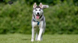 Großer weiß-grauer Hund mit blauen Augen und einem blauen Geschirr läuft hechelnd über eine Wiese