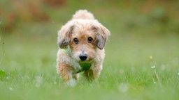 Ein kleiner Hund mit flauschigem hellbraun-weißem Fell auf einer Wiese 