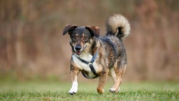 Ein dreifarbiger kleiner Hund läuft hechelnd über eine Wiese