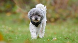 Ein Hund mit lockigem grau-weißem Fell auf einer Wiese 