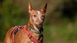 Ein brauner Hund mit einem weißen Streifen auf der Stirn, er trägt ein rotes Geschirr