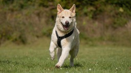 Hund mit blondem wuscheligem Fell läuft über eine Wiese und schaut in Richtung Kamera 