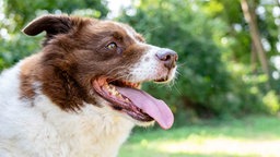 Ein Hund mit weiß-braunem langem Fell in seitlichem Profil 