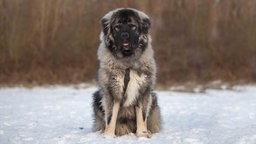 Ein Hund mit wuscheligem braun-beigem Fell sitzt auf einer mit Schnee bedeckten Wiese 