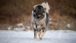 Ein Hund mit wuscheligem Fell auf einer mit Schnee bedeckten Wiese 