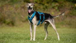 Großer Hund mit schwarz-beigefarbenem Fell und blauem Geschirr steht auf einer Wiese und schaut in Richtung Kamera 