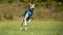 Großer Hund mit schwarz-beigefarbenem Fell und hellblauem Geschirr läuft über eine Wiese und schaut in Richtung Kamera 