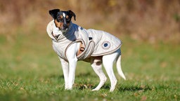 Ein dreifarbiger Hund mit einem weißen Mantel steht seitlich auf einer Wiese