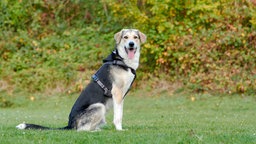 Ein Hund mit tricolor-farbigem Fell sitzt auf einer Wiese 