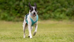 Hund mit weiß-schwarzem Fell läuft hechelnd über eine Wiese und trägt ein hellblaues Geschirr 