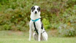 Ein Hund mit weißem Fell und gestromten Abzeichen sitzt auf einer Wiese 