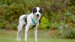 Ein Hund mit weißem Fell und gestromten Abzeichen steht auf einer Wiese