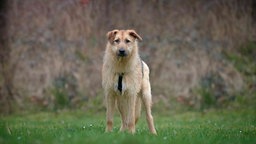 Hündin mit beigefarbigem Fell mit grauen Flecken steht auf einer Wiese 