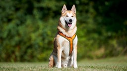 Ein großer beige-weißer Hund mit einem orangenem Geschirr sitzt auf einer Wiese