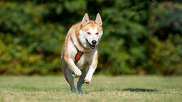 Ein großer beige-weißer Hund mit orangenem Geschirr läuft über eine Wiese