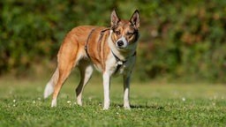 Dreifarbiger Hund mit einem blauen Geschirr steht auf einer Wiese