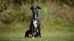 Großer Hund mit schwarz-weiß geschecktem Fell sitzt auf einer Wiese und schaut in Richtung Kamera 